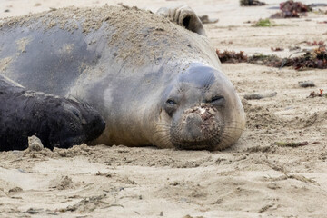 Fototapeta premium An Elephant Seal Mom and her pup