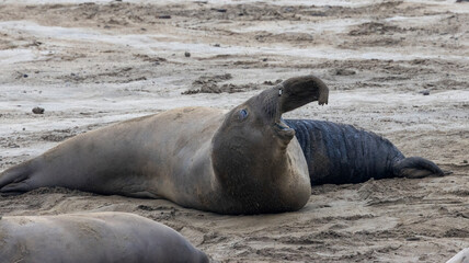 Female Elephant Seal yawning on the beach