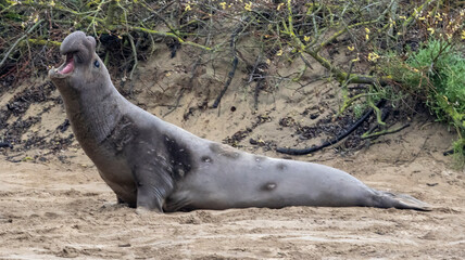Fototapeta premium A large Elephant Seal Bull on the beach