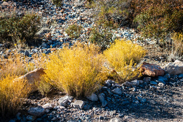 desert plants, yellow ground cover