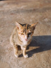 Portrait of brown tabby domestic cat in garden.