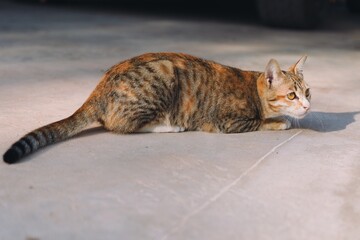 Portrait of brown tabby domestic cat in garden.