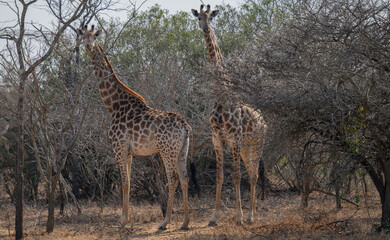 African animals Giraffes in the bush Kruger National Park South Africa