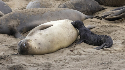 An Elephant Seal Mom and her pup