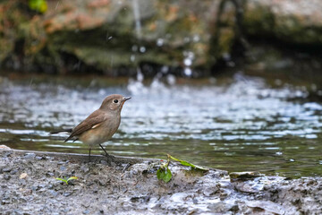 Natural bird images in Bang Pu District, Samut Prakan Province, Thailand