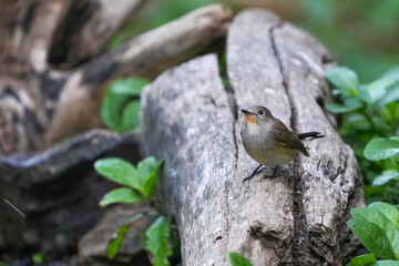 Natural bird images in Bang Pu District, Samut Prakan Province, Thailand