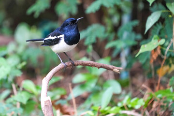 Natural bird images in Bang Pu District, Samut Prakan Province, Thailand