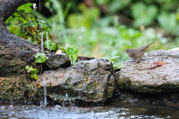 Natural bird images in Bang Pu District, Samut Prakan Province, Thailand