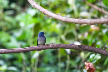 Natural bird images in Bang Pu District, Samut Prakan Province, Thailand