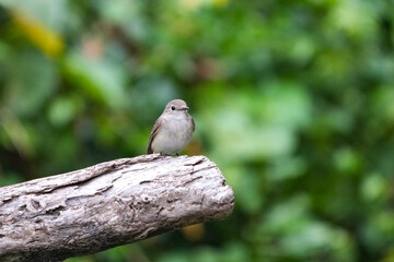 Natural bird images in Bang Pu District, Samut Prakan Province, Thailand