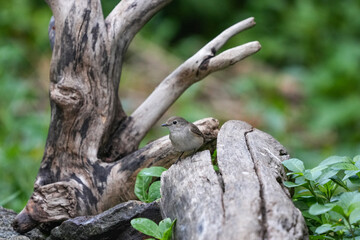 Natural bird images in Bang Pu District, Samut Prakan Province, Thailand