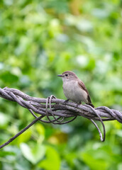 Natural bird images in Bang Pu District, Samut Prakan Province, Thailand