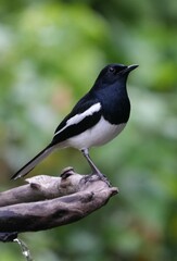 Natural bird images in Bang Pu District, Samut Prakan Province, Thailand