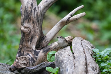 Natural bird images in Bang Pu District, Samut Prakan Province, Thailand