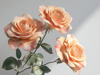 bouquet of roses on a white background