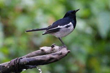 Natural bird images in Bang Pu District, Samut Prakan Province, Thailand