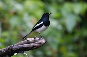 Natural bird images in Bang Pu District, Samut Prakan Province, Thailand
