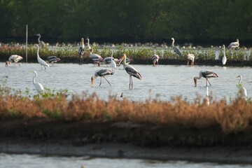 Natural bird images in Bang Pu District, Samut Prakan Province, Thailand