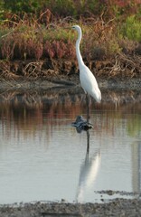 Natural bird images in Bang Pu District, Samut Prakan Province, Thailand