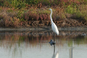 Fototapeta premium Natural bird images in Bang Pu District, Samut Prakan Province, Thailand