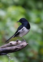 Natural bird images in Bang Pu District, Samut Prakan Province, Thailand