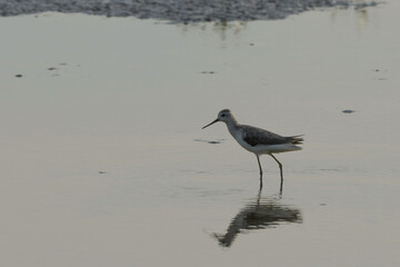 Natural bird images in Bang Pu District, Samut Prakan Province, Thailand