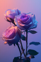 pink rose on blue background