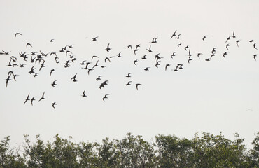 Natural bird images in Bang Pu District, Samut Prakan Province, Thailand
