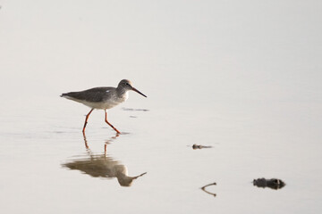 Natural bird images in Bang Pu District, Samut Prakan Province, Thailand