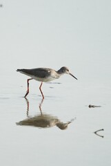 Natural bird images in Bang Pu District, Samut Prakan Province, Thailand