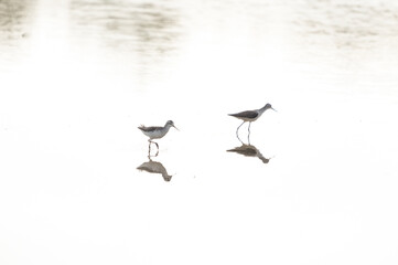 Natural bird images in Bang Pu District, Samut Prakan Province, Thailand