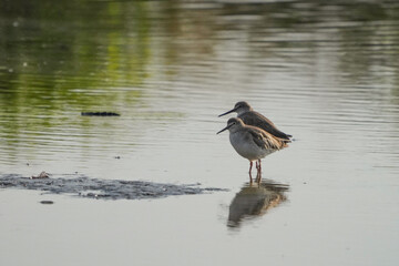 Natural bird images in Bang Pu District, Samut Prakan Province, Thailand