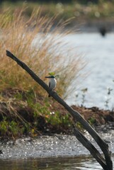 Natural bird images in Bang Pu District, Samut Prakan Province, Thailand
