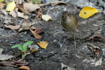 Natural bird images in Bang Pu District, Samut Prakan Province, Thailand