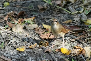 Natural bird images in Bang Pu District, Samut Prakan Province, Thailand