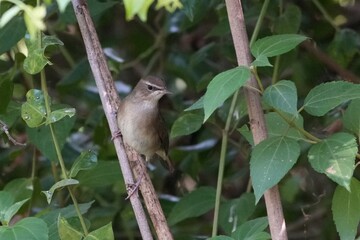 Natural bird images in Bang Pu District, Samut Prakan Province, Thailand