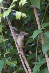 Natural bird images in Bang Pu District, Samut Prakan Province, Thailand