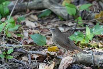 Natural bird images in Bang Pu District, Samut Prakan Province, Thailand