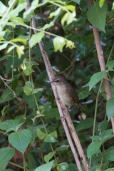 Natural bird images in Bang Pu District, Samut Prakan Province, Thailand