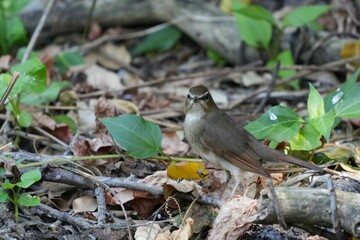 Natural bird images in Bang Pu District, Samut Prakan Province, Thailand