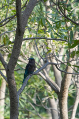 Natural bird images in Bang Pu District, Samut Prakan Province, Thailand