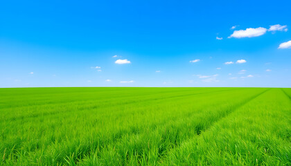 Obraz premium Beautiful green field under a bright blue sky with white clouds, nature background with copy space for text, summer landscape with grass and horizon