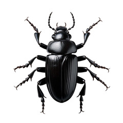 A sleek black beetle on transparent background top view
