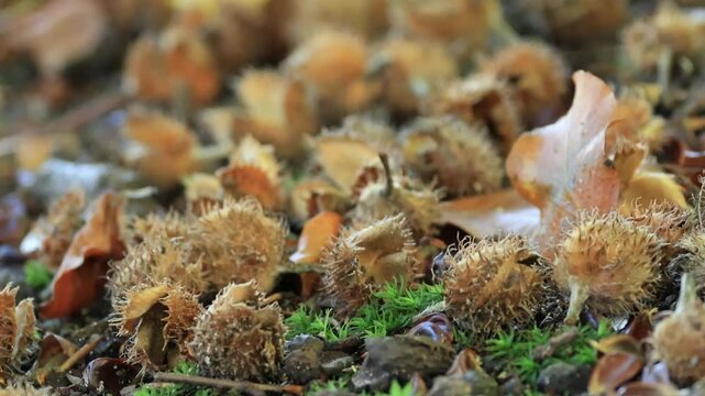 beechnuts on the floor, close-up of beechnuts, open beechnut, brown forest floor in sunlight, autumn colours in the forest, foliage on the forrest floor