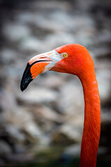 Fototapeta premium Flamant rose