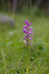 Orchis geurrier