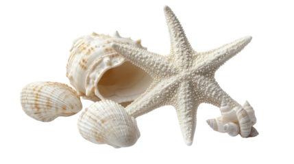 Starfish and seashells on a sandy beach
