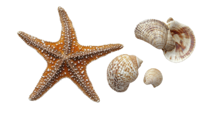 Starfish and seashells on a sandy beach