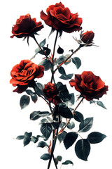 set of red roses vector