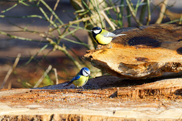 Great and blue tits in Chantilly forest © hassan bensliman